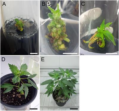 Polyploidization for the Genetic Improvement of Cannabis sativa